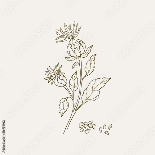 Hand drawn safflower plant illustration photo