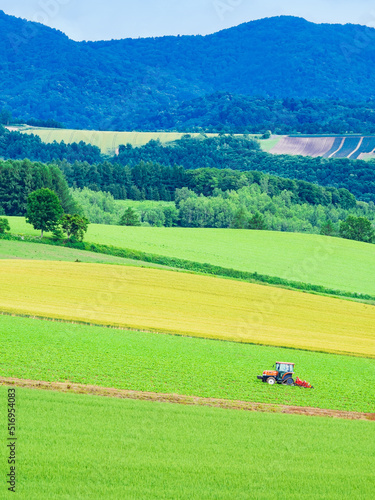 Obraz na płótnie 夏の北海道 美瑛 w salonie