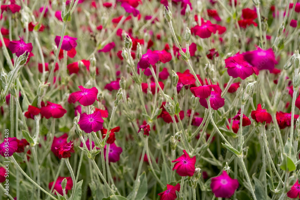 Red garden flowers in a bush. Care for decorative flowers in the garden. Close-up