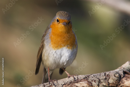 robin on a branch © Ievgenii