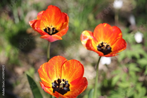 Tulpen trio orange  rot 2