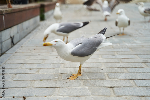 Seagulls sitting on the pavement. One seagull looks into the camera. High quality photo