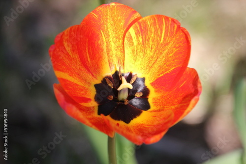 Tulpe einzeln orange rot