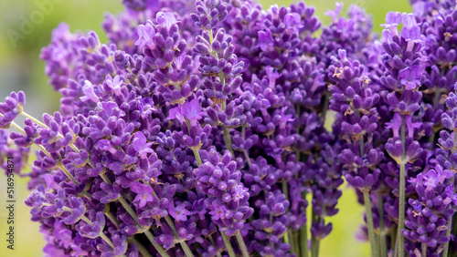 A beautiful  fresh bouquet of freshly picked lavender