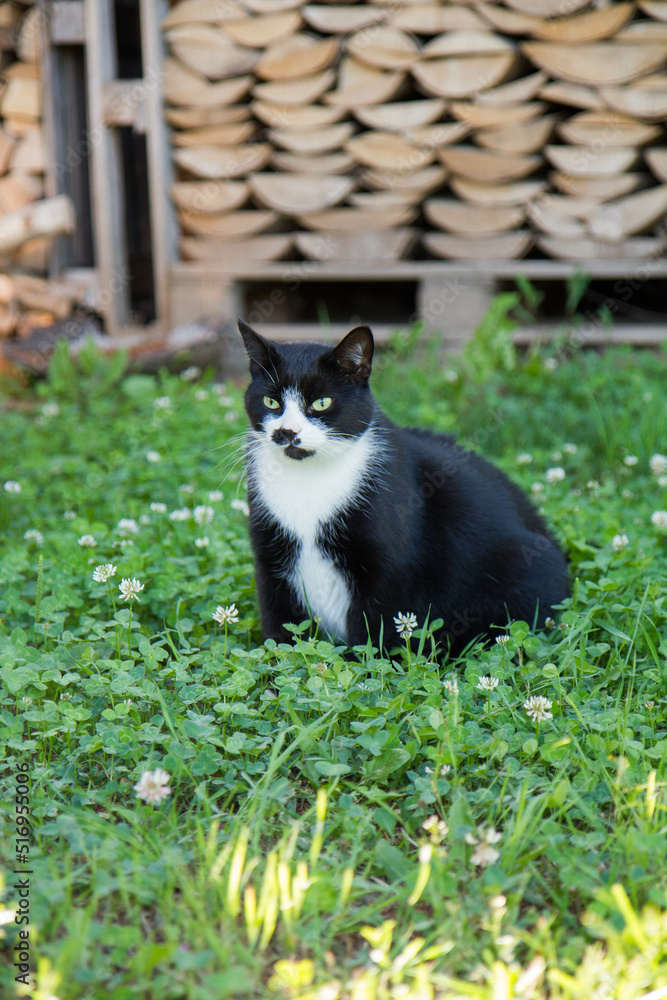 Black and white cat observing something in a garden - some firewood in the background