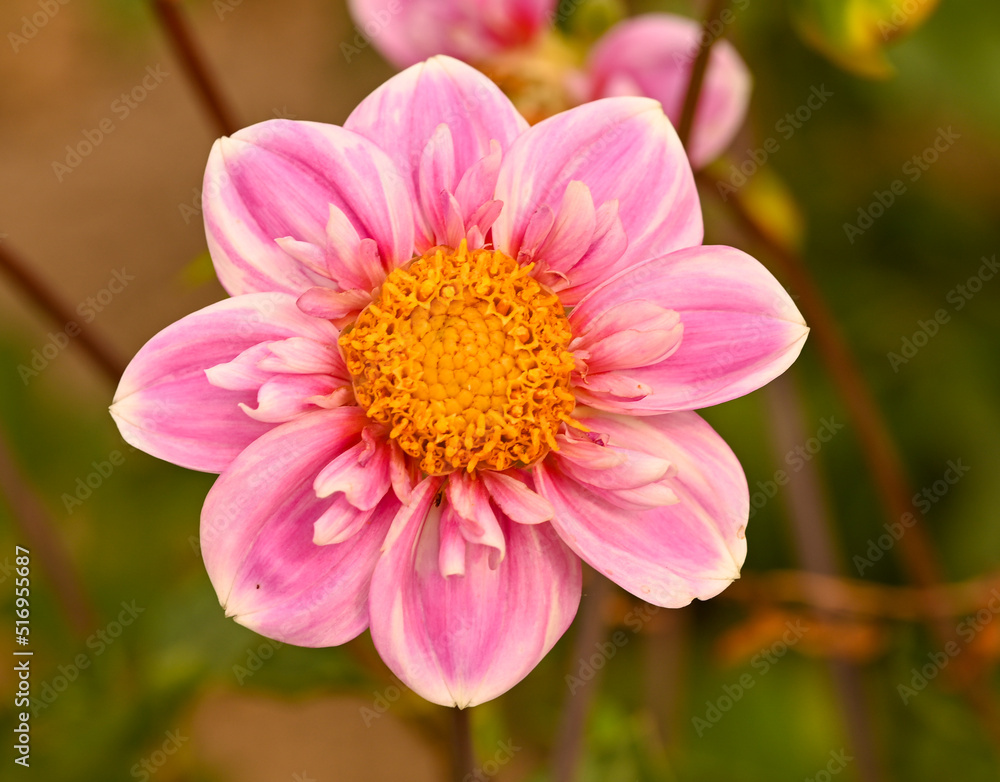 Beautiful close-up of a pink dahlia Beautiful close-up of a pink dahlia