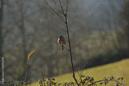 pajaro posado en un arbol