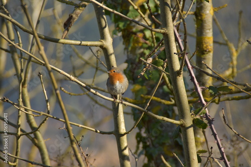 pajaro posado en un arbol