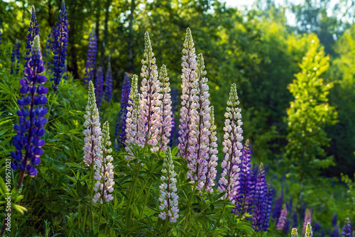 Pink and purple lupine flowers in the morning sun.