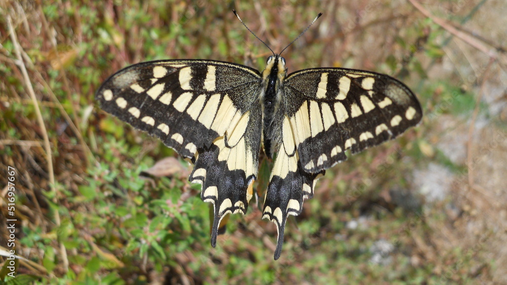 butterfly butterfly