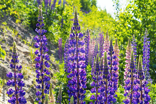 Purple lupine flowers on a sunny day with a contoured light.