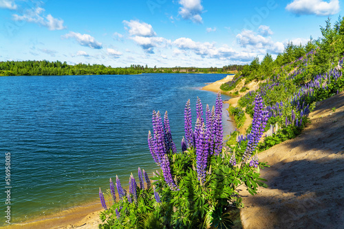 Purple lupine flowers on a sunny day by the lake.