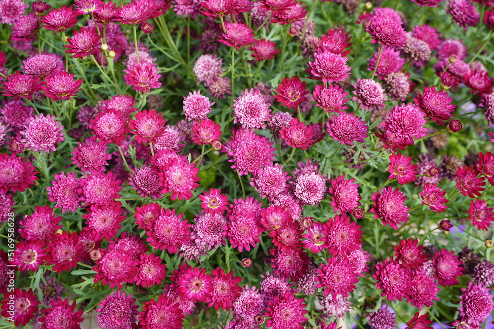 Argyranthemum frutescens ,Scarlet Merlot, known as Paris daisy, marguerite or marguerite daisy, is a perennial plant known for its flowers. Asteraceae family. Argyranthemum frutescens ,Scarlet Merlot, known as Paris daisy, marguerite or marguerite daisy, is a perennial plant known for its flowers. Asteraceae family.
