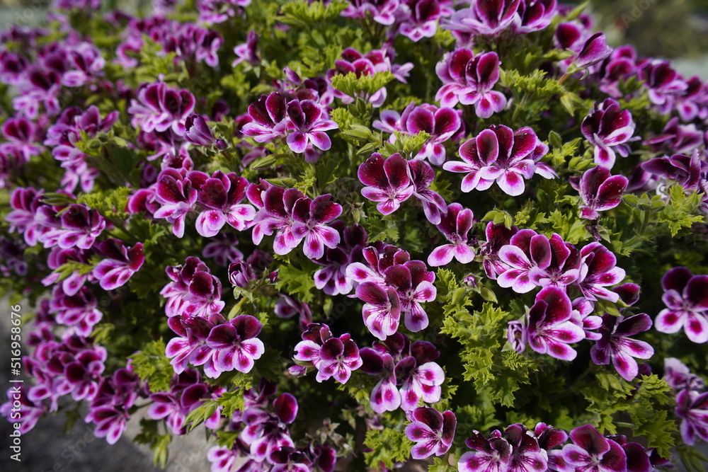 Pelargonium 'Angels Perfume' Geraniaceae family. Hanover, Germany. Pelargonium 'Angels Perfume' Geraniaceae family. Hanover, Germany.