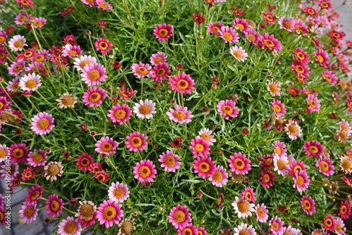 Argyranthemum frutescens ,Deep Rose, known as Paris daisy, marguerite or marguerite daisy, is a perennial plant known for its flowers. Asteraceae family. 
