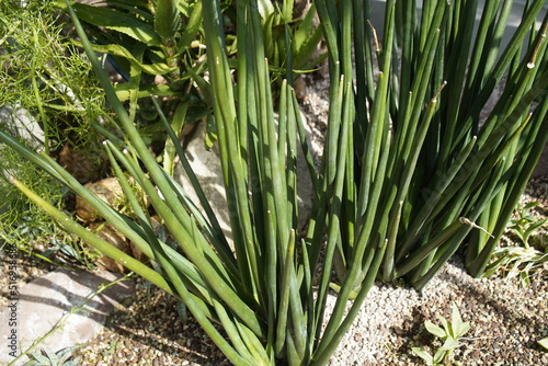 Sansevieria erythraeae, Asparagaceae family. Hanover Berggarten, Germany photo