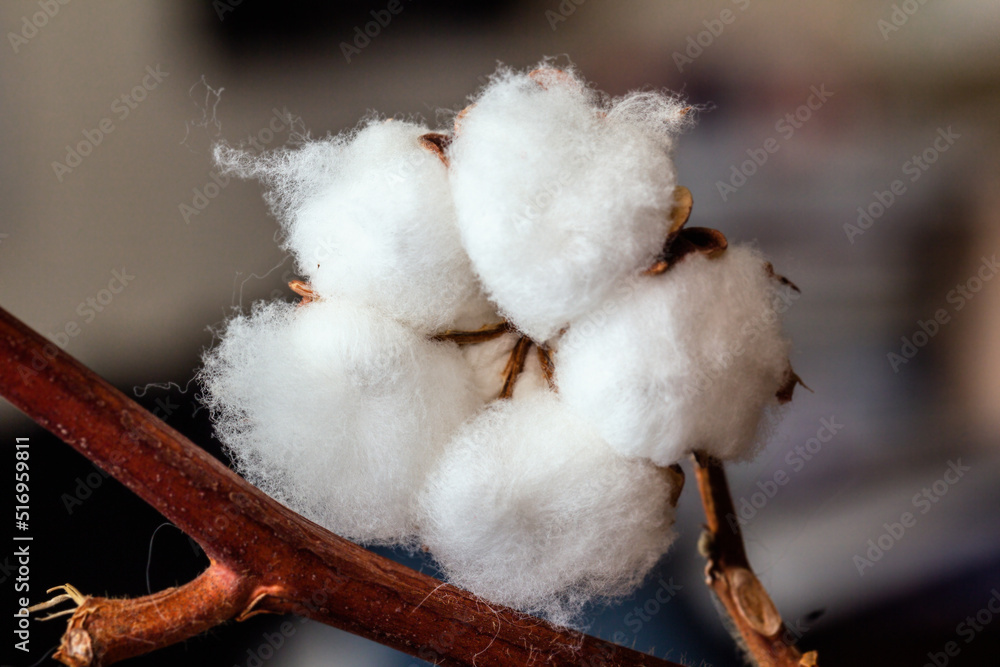 Really nature white natural cotton Really nature white natural cotton