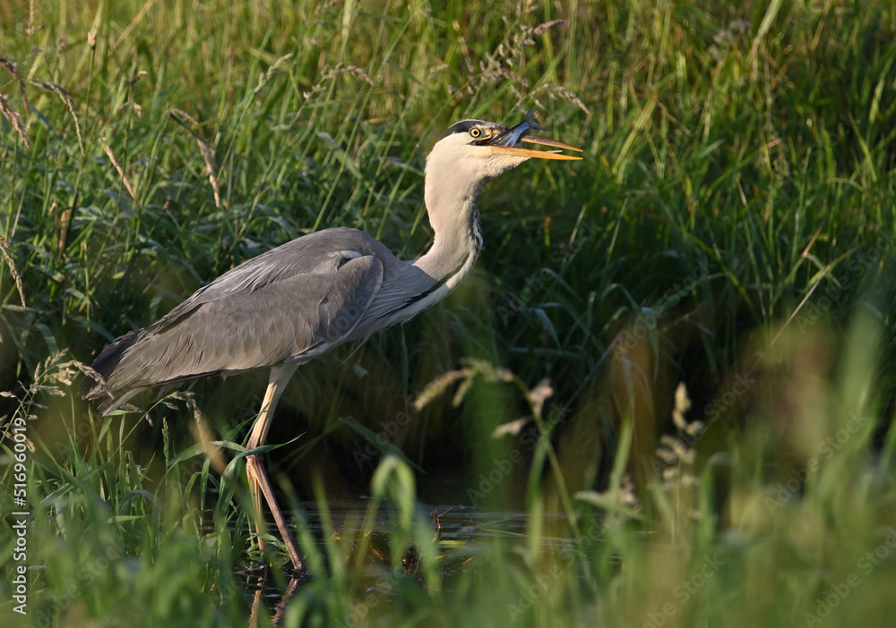 Naklejka premium Beautiful great gray heron on the river catches fish