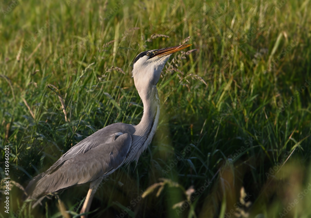 Fototapeta premium Beautiful great gray heron on the river catches fish