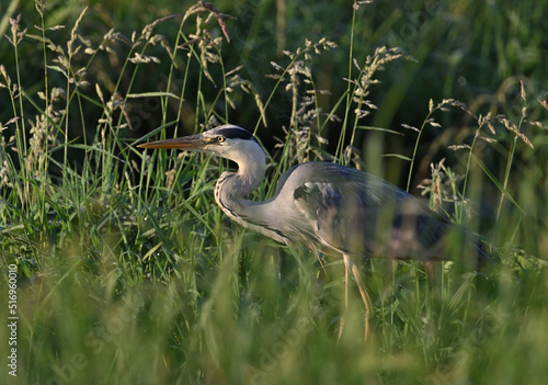 Beautiful great gray heron on the river catches fish