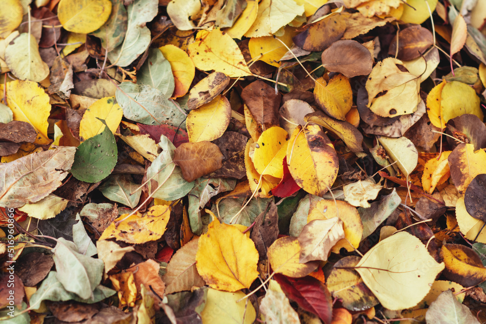 Colorful fallen autumn leaves. Seasonal background for your ideas