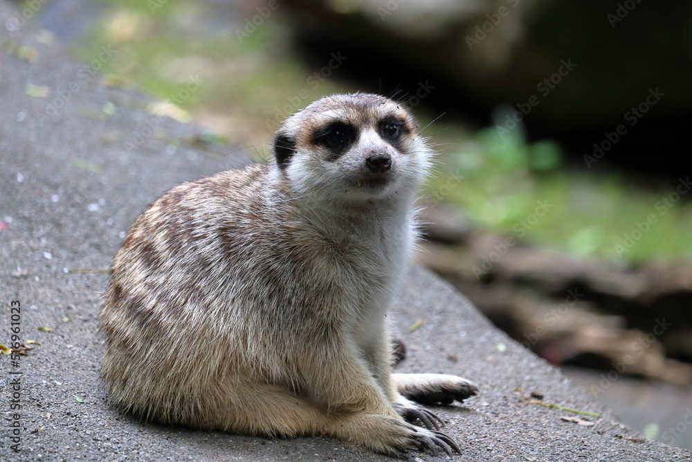 Fototapeta premium ミーアキャット 石の上に佇む 夏