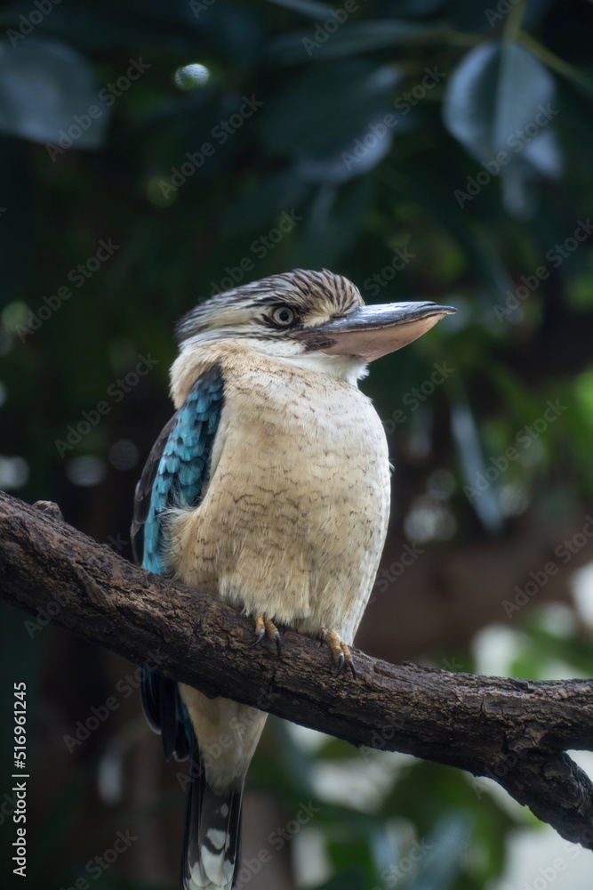 Fototapeta premium blue-winged kookaburra sitting on a branch