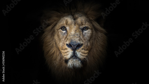 male lion portrait © Anselm