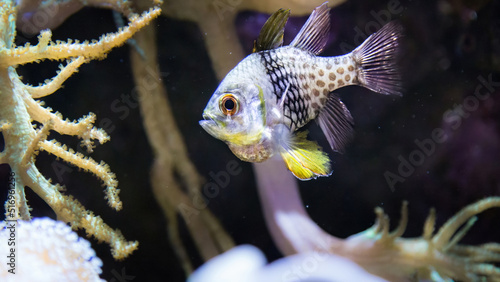 Pajama Cardinalfish in the aquarium photo