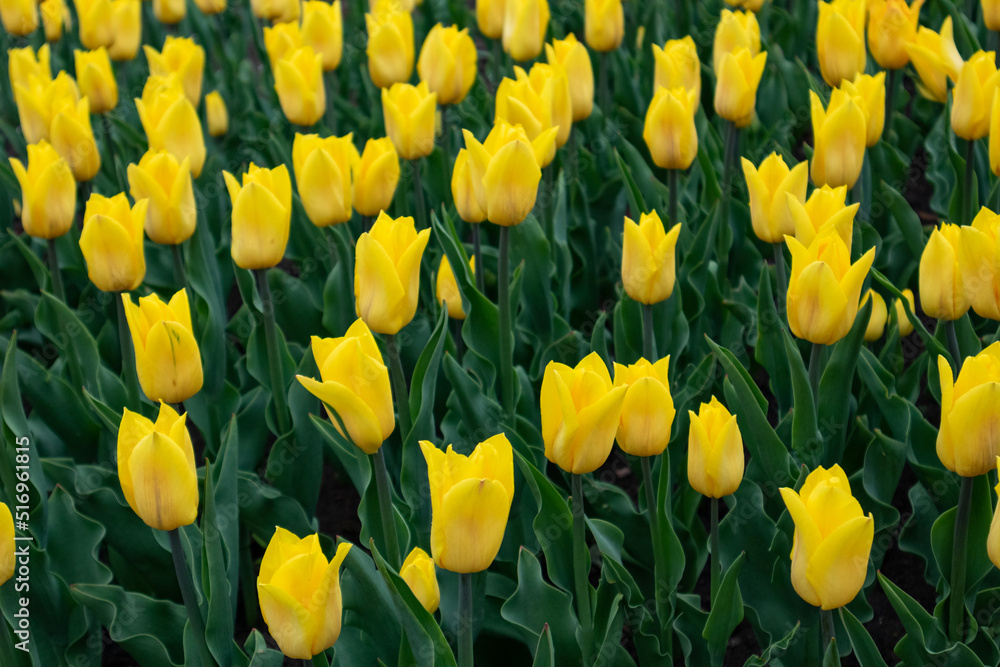 Yellow tulips with vivid greenery, flower field close-up, spring blossom. Vibrant botanical meadow Yellow tulips with vivid greenery, flower field close-up, spring blossom. Vibrant botanical meadow