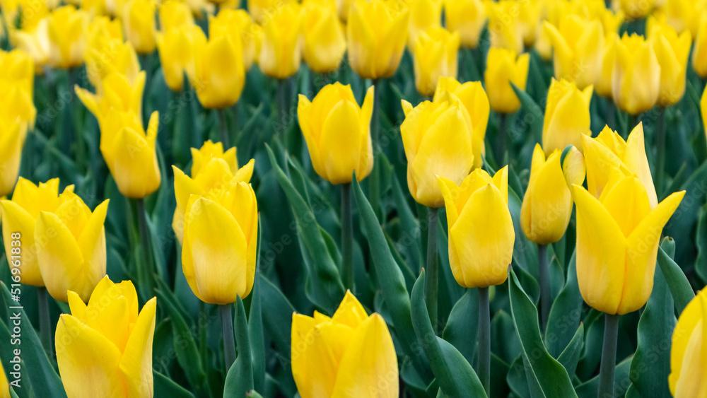Yellow tulips with greenery, flowers field close-up with blurred background. Vibrant botany blooming in spring Yellow tulips with greenery, flowers field close-up with blurred background. Vibrant botany blooming in spring
