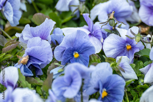 Blue tender Viola Cornuta pansies flowers close-up  floral background with blooming colorful heartsease pansy flowers with green leaves