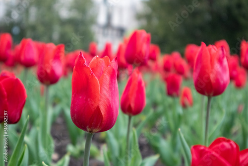 Red tulips with green leaves  flower bed close-up  spring bloom with blurred background. Romantic botanical meadow foliage