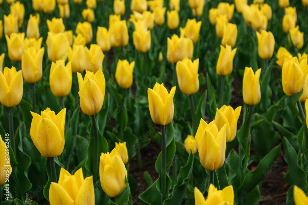 Yellow vivid tulips with leaves greenery, flowers field close-up with blurred background, spring blossom. Tender botanical meadow foliage Yellow vivid tulips with leaves greenery, flowers field close-up with blurred background, spring blossom. Tender botanical meadow foliage