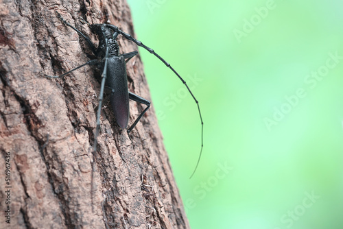 The great capricorn beetle (Cerambyx cerdo) on tree bark in the forest