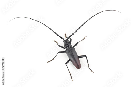 The great capricorn beetle (Cerambyx cerdo) isolated on white. Male