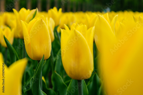 Yellow vibrant tulips in garden greenery  flower close-up with blurred foreground  spring blossom. Fresh botanical meadow foliage
