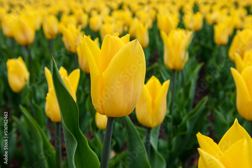 Yellow vivid tulips in garden greenery  flower close-up with blurred background  spring blossom. Tender meadow foliage