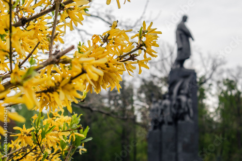 Yellow bell flowers bush bloom near unfocussed Taras Shevchenko Monument in Kharkiv city center park. Spring yellow forsythia in Shevchenko City Garden