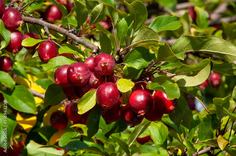 Port Arthur Australia, tree branch with leaves and red berries in sunshine Port Arthur Australia, tree branch with leaves and red berries in sunshine