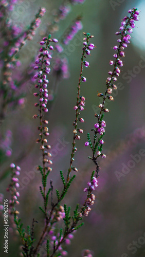 Macro de petites tiges de bruy  re sauvages  entre des rang  es de pins landais  en p  riode hivernale