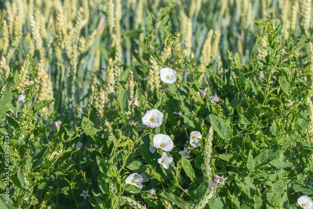 Field bindweed (Convolvulus arvensis) as unwanted weed in a wheat field