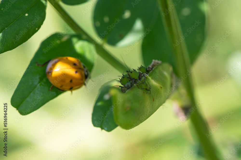 Harmonia axyridis - Asian Lady Beetle - Coccinelle asiatique Harmonia axyridis - Asian Lady Beetle - Coccinelle asiatique