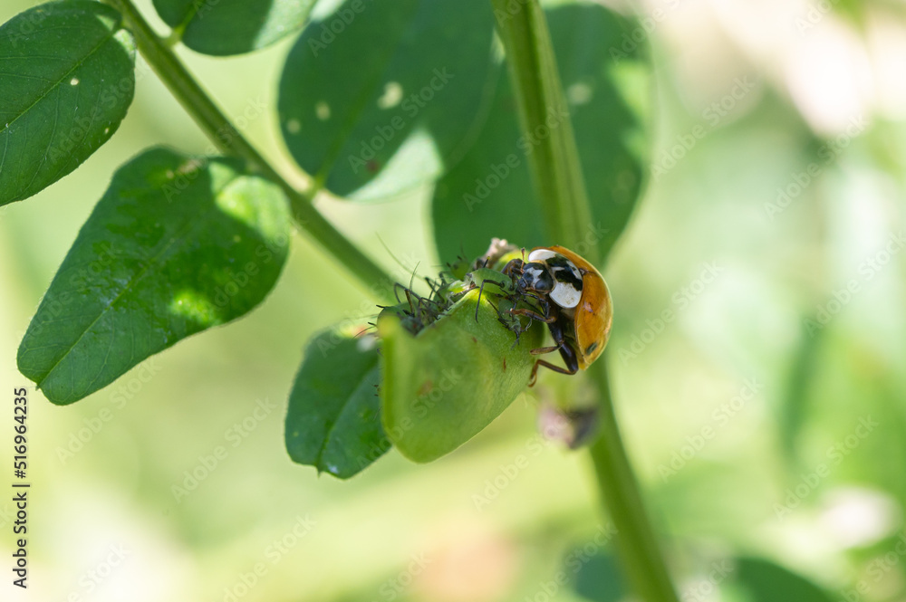Harmonia axyridis - Asian Lady Beetle - Coccinelle asiatique Harmonia axyridis - Asian Lady Beetle - Coccinelle asiatique