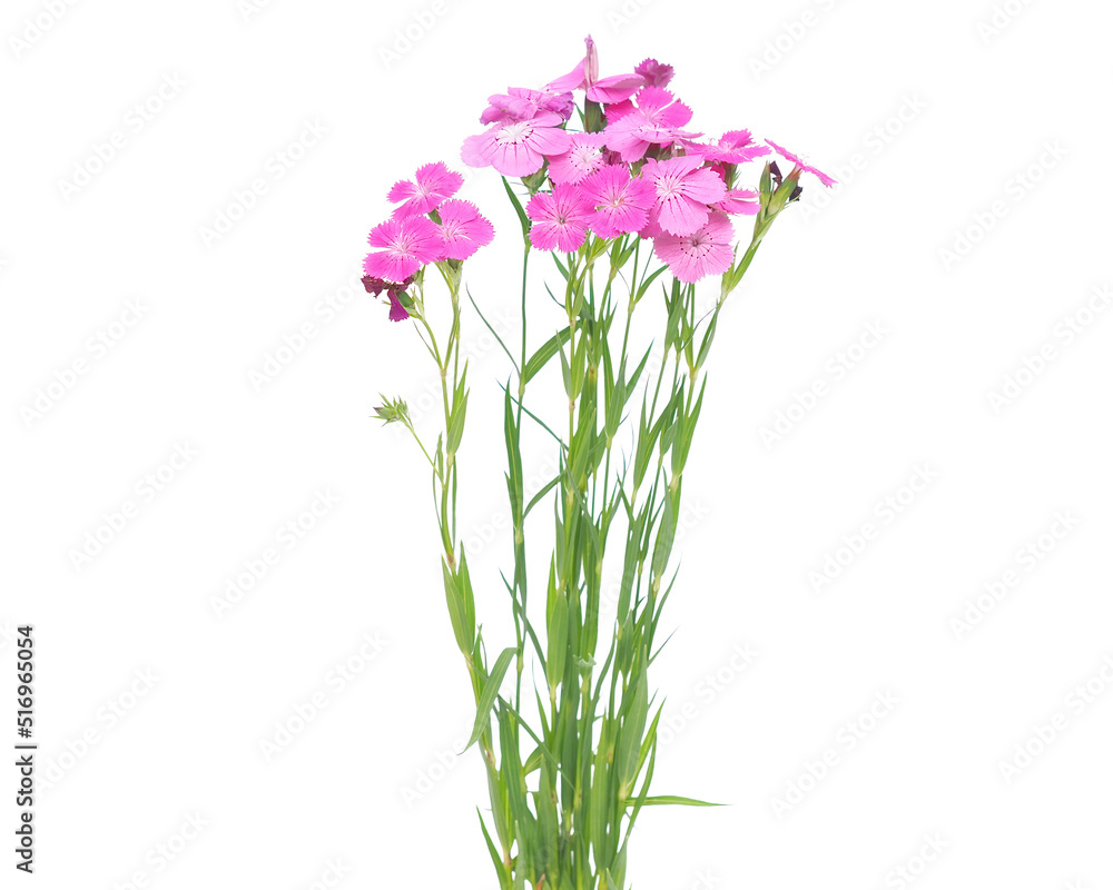 Wild pink Dianthus flowers isolated on white Wild pink Dianthus flowers isolated on white