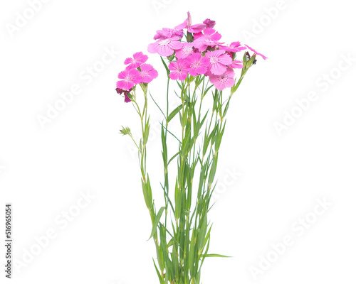 Bild auf Leinwand Wild pink Dianthus flowers isolated on white
