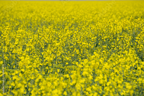 field of yellow flowers © Діма Пахомов
