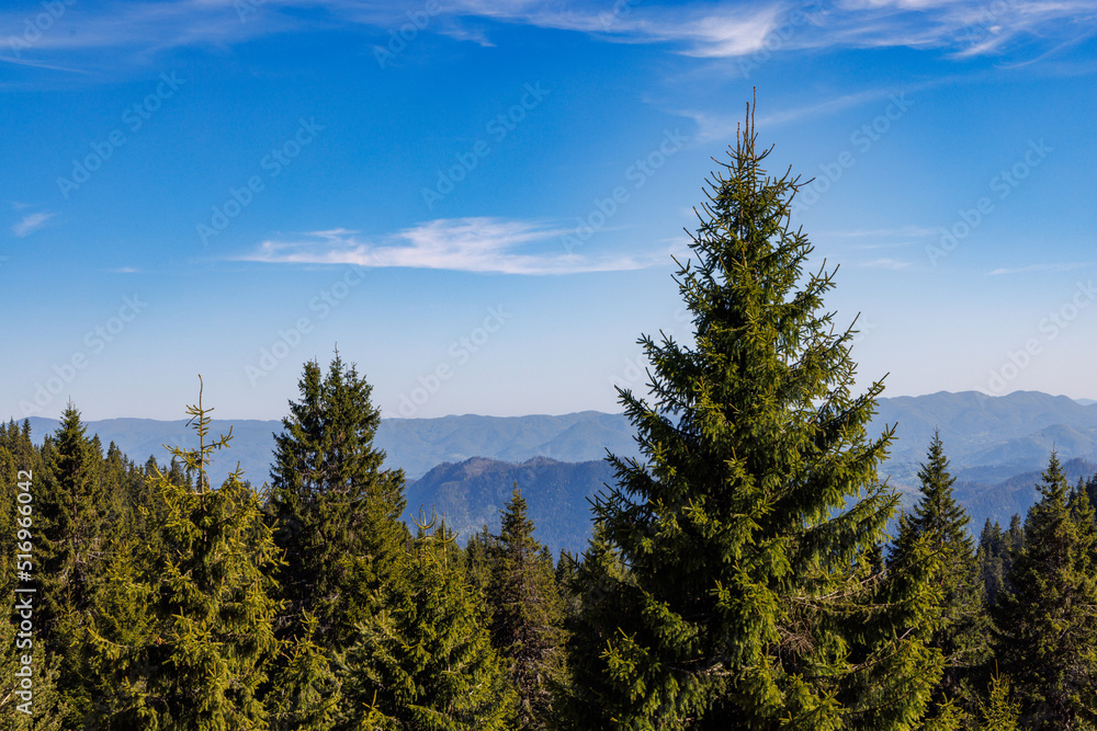 Forest with fir trees and mountain vegetation on slope of hill in Rhodope Mountains against background of cloudy sky