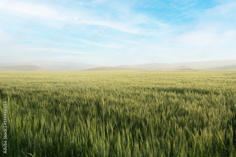 Wheat field, beautiful landscape of green wheat field. Hot summer day, blue sky and distant mountains. Agricultural concept idea photo.