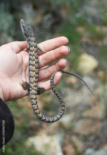Alligator Lizard in the Hand